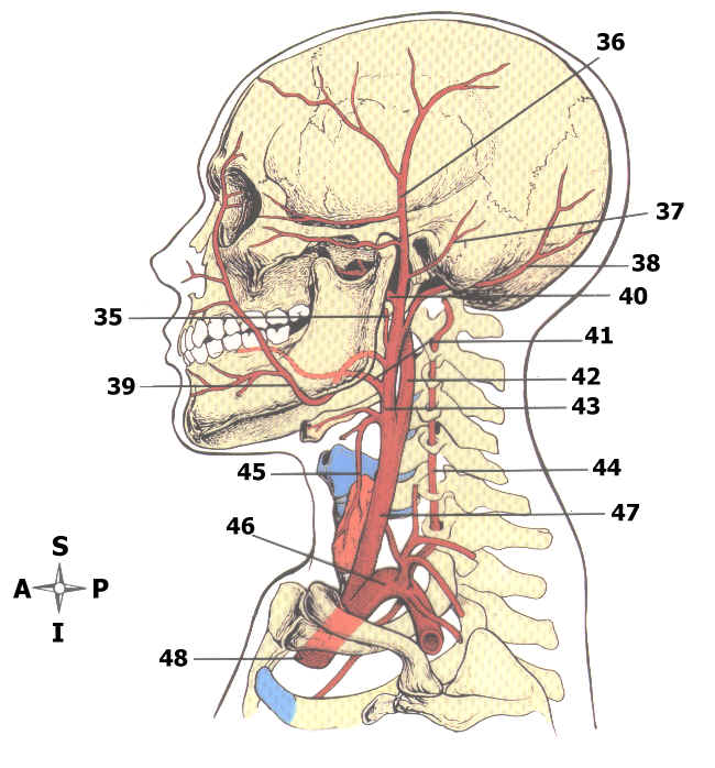 arteries of the body quiz